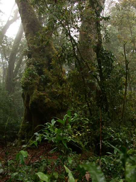 Rainforest